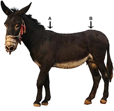 Utilizing mobile digital radiography for detection of thoracolumbar vertebrae traits in live donkeys